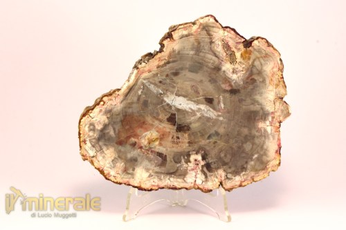 FS1131-2_fossili_collezione_arredamento_legno_silicizzato_madagascar