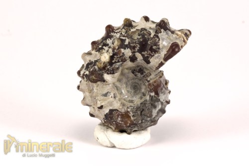 FS1140-2_fossili_collezione_arredamento_molluschi_ammoniti_douvilleiceras_madagascar
