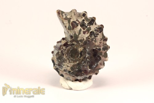 FS1140-3_fossili_collezione_arredamento_molluschi_ammoniti_douvilleiceras_madagascar