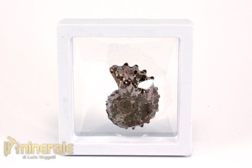 FS1140-4_fossili_collezione_arredamento_molluschi_ammoniti_douvilleiceras_madagascar
