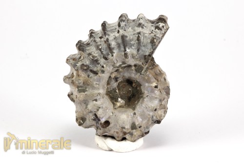 FS1143-3_fossili_collezione_arredamento_molluschi_ammoniti_douvilleiceras_madagascar