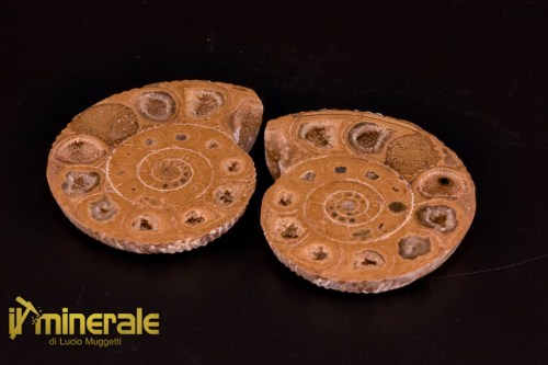 FS1144-1_fossili_collezione_arredamento_molluschi_ammoniti_perisphinctes_madagascar