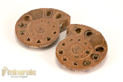 FS1144-2_fossili_collezione_arredamento_molluschi_ammoniti_perisphinctes_madagascar