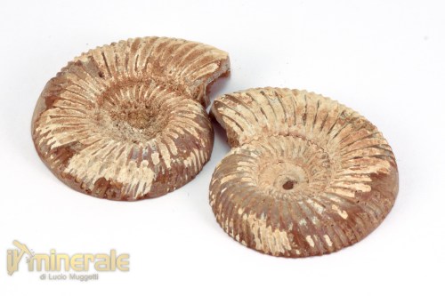 FS1144-3_fossili_collezione_arredamento_molluschi_ammoniti_perisphinctes_madagascar