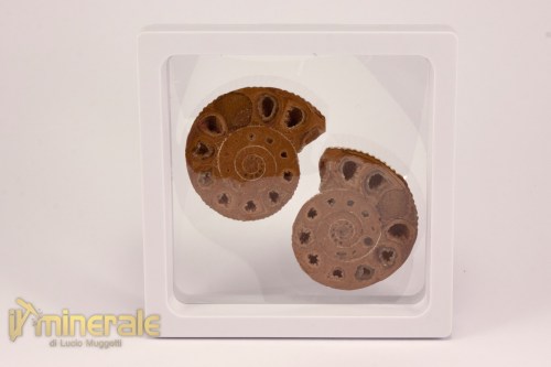 FS1144-4_fossili_collezione_arredamento_molluschi_ammoniti_perisphinctes_madagascar