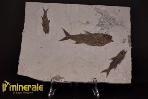 FS1149-1_fossili_collezione_vertebrati_pesci_dapalis_francia