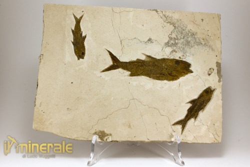 FS1149-2_fossili_collezione_vertebrati_pesci_dapalis_francia