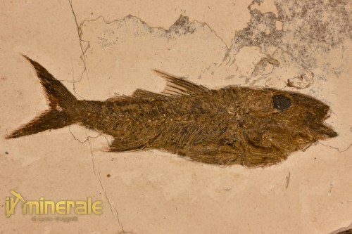 FS1149-3_fossili_collezione_vertebrati_pesci_dapalis_francia