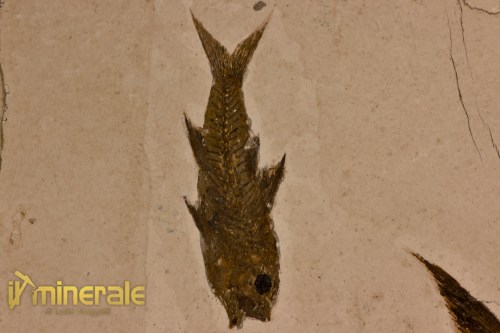 FS1149-4_fossili_collezione_vertebrati_pesci_dapalis_francia