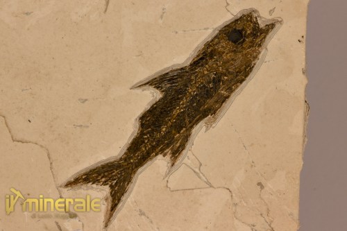 FS1149-5_fossili_collezione_vertebrati_pesci_dapalis_francia
