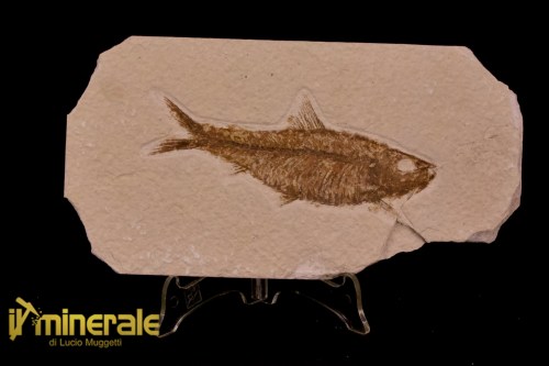 FS1152-1_fossili_collezione_vertebrati_pesci_knigthia_wyoming
