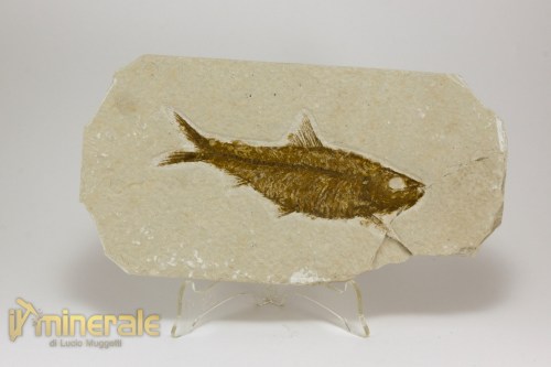 FS1152-2_fossili_collezione_vertebrati_pesci_knigthia_wyoming