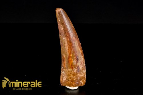 FS1156-1_fossili_collezione_dinosauri_denti_spinosauro_marocco