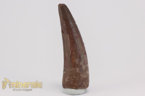FS1156-2_fossili_collezione_dinosauri_denti_spinosauro_marocco