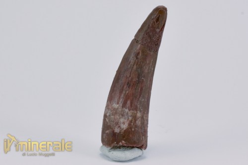 FS1156-3_fossili_collezione_dinosauri_denti_spinosauro_marocco