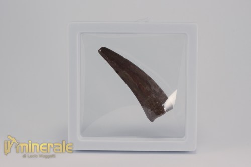 FS1156-4_fossili_collezione_dinosauri_denti_spinosauro_marocco