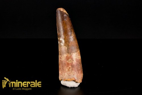 FS1158-1_fossili_collezione_dinosauri_denti_spinosauro_marocco