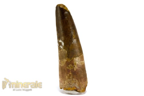 FS1158-2_fossili_collezione_dinosauri_denti_spinosauro_marocco