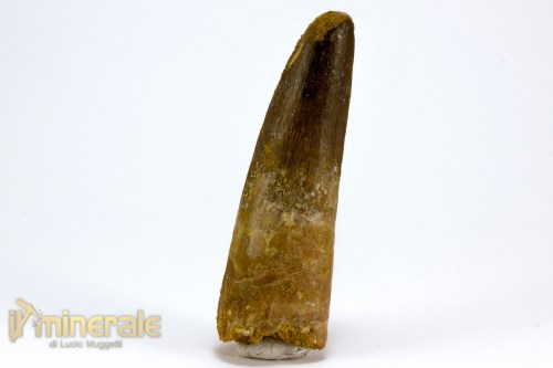 FS1158-3_fossili_collezione_dinosauri_denti_spinosauro_marocco