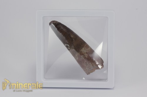 FS1158-4_fossili_collezione_dinosauri_denti_spinosauro_marocco