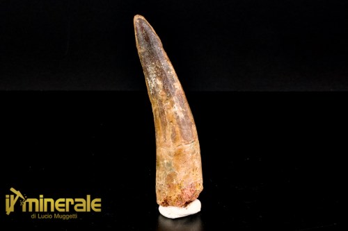 FS1160-1_fossili_collezione_dinosauri_denti_spinosauro_marocco