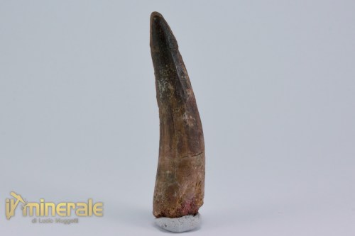 FS1160-2_fossili_collezione_dinosauri_denti_spinosauro_marocco