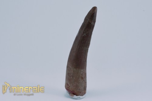 FS1160-3_fossili_collezione_dinosauri_denti_spinosauro_marocco