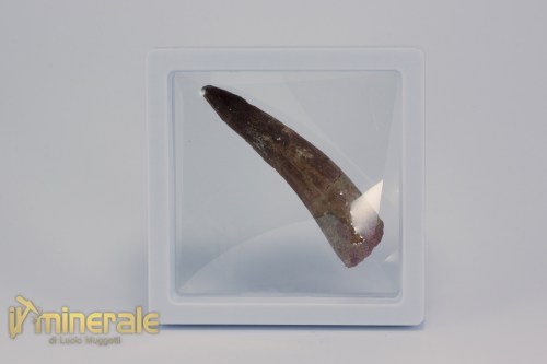 FS1160-4_fossili_collezione_dinosauri_denti_spinosauro_marocco