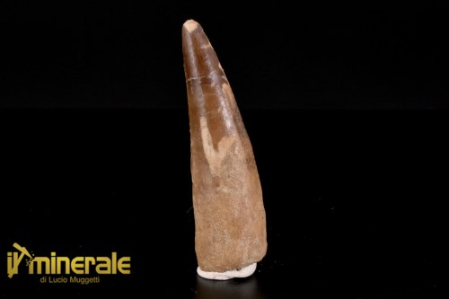 FS1161-1_fossili_collezione_dinosauri_denti_spinosauro_marocco