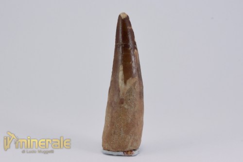 FS1161-2_fossili_collezione_dinosauri_denti_spinosauro_marocco