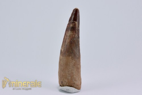 FS1161-3_fossili_collezione_dinosauri_denti_spinosauro_marocco