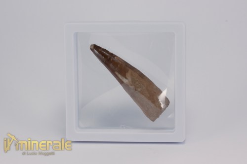 FS1161-4_fossili_collezione_dinosauri_denti_spinosauro_marocco
