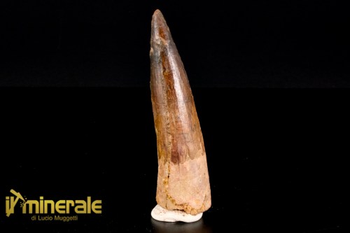 FS1163-1_fossili_collezione_dinosauri_denti_spinosauro_marocco