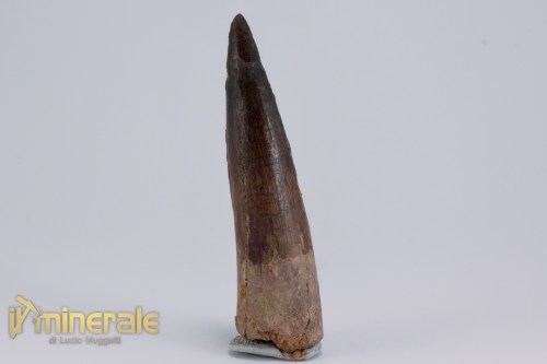 FS1163-2_fossili_collezione_dinosauri_denti_spinosauro_marocco