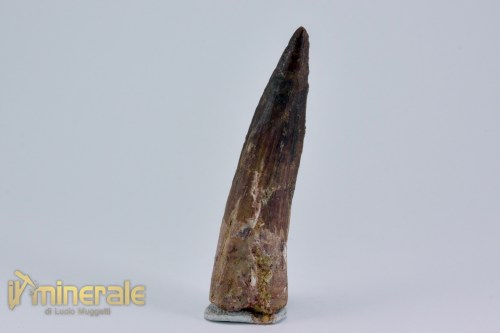 FS1163-3_fossili_collezione_dinosauri_denti_spinosauro_marocco