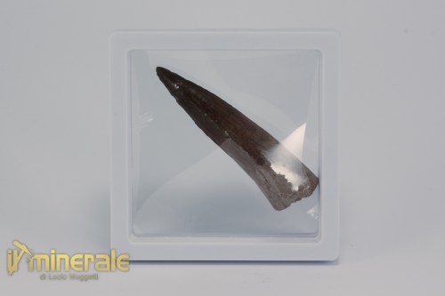 FS1163-4_fossili_collezione_dinosauri_denti_spinosauro_marocco
