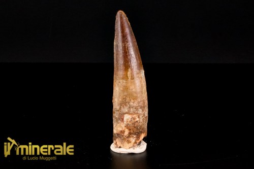 FS1164-1_fossili_collezione_dinosauri_denti_spinosauro_marocco