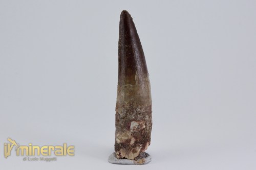 FS1164-2_fossili_collezione_dinosauri_denti_spinosauro_marocco