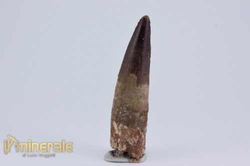 FS1164-3_fossili_collezione_dinosauri_denti_spinosauro_marocco