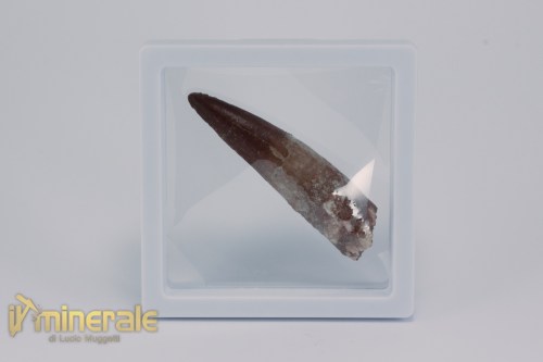 FS1164-4_fossili_collezione_dinosauri_denti_spinosauro_marocco