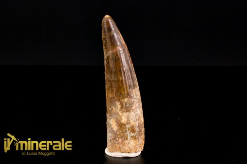 FS1165-1_fossili_collezione_dinosauri_denti_spinosauro_marocco