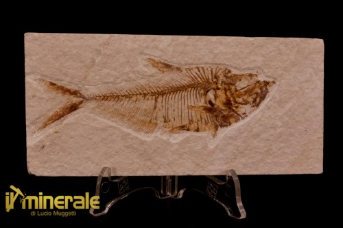 FS1165-1_fossili_collezione_vertebrati_pesci_diplomistus_wyoming