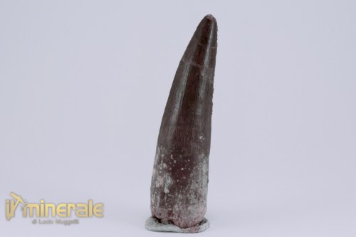 FS1165-2_fossili_collezione_dinosauri_denti_spinosauro_marocco