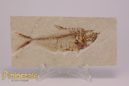 FS1165-2_fossili_collezione_vertebrati_pesci_diplomistus_wyoming