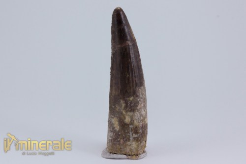 FS1165-3_fossili_collezione_dinosauri_denti_spinosauro_marocco