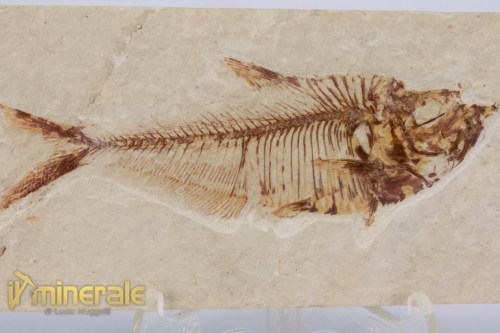 FS1165-3_fossili_collezione_vertebrati_pesci_diplomistus_wyoming