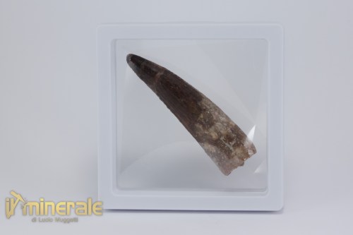 FS1165-4_fossili_collezione_dinosauri_denti_spinosauro_marocco