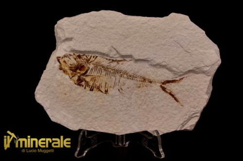 FS1166-1_fossili_collezione_vertebrati_pesci_diplomistus_wyoming