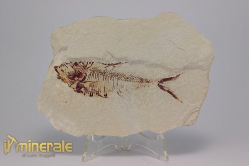 FS1166-2_fossili_collezione_vertebrati_pesci_diplomistus_wyoming