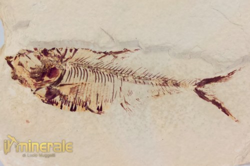 FS1166-3_fossili_collezione_vertebrati_pesci_diplomistus_wyoming